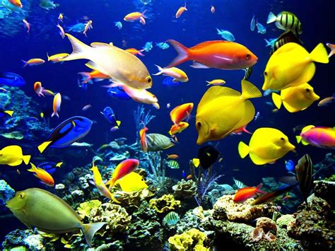 live fish